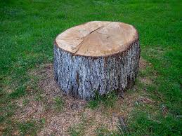 Best Leaf Removal  in Chowchilla, CA