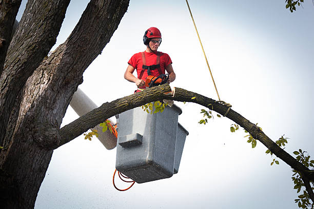 Best Tree Trimming and Pruning  in Chowchilla, CA