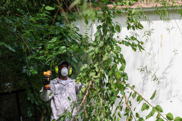 Reliable Chowchilla, CA Tree Removal Solutions