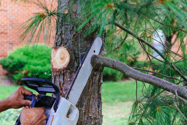 How Our Tree Care Process Works  in  Chowchilla, CA