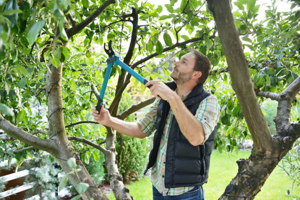 Best Tree Risk Assessment  in Chowchilla, CA